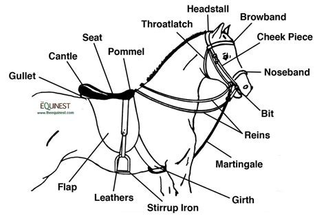 briddles|bridle meaning.
